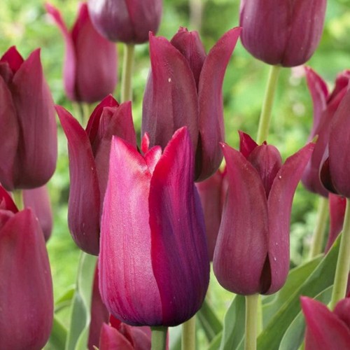 Tulipa 'Merlot' - Tulp 'Merlot'